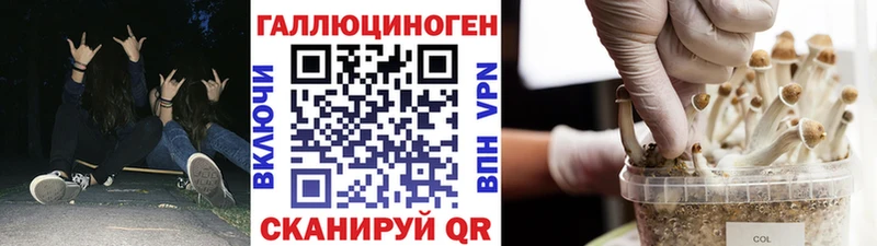 Псилоцибиновые грибы Psilocybe  Строитель 